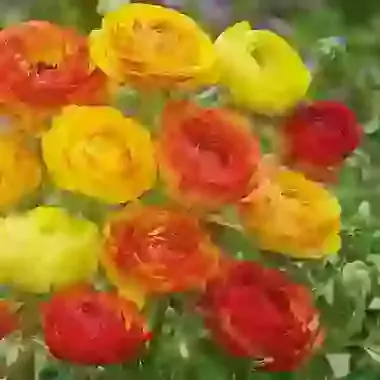 Picotee Orange
